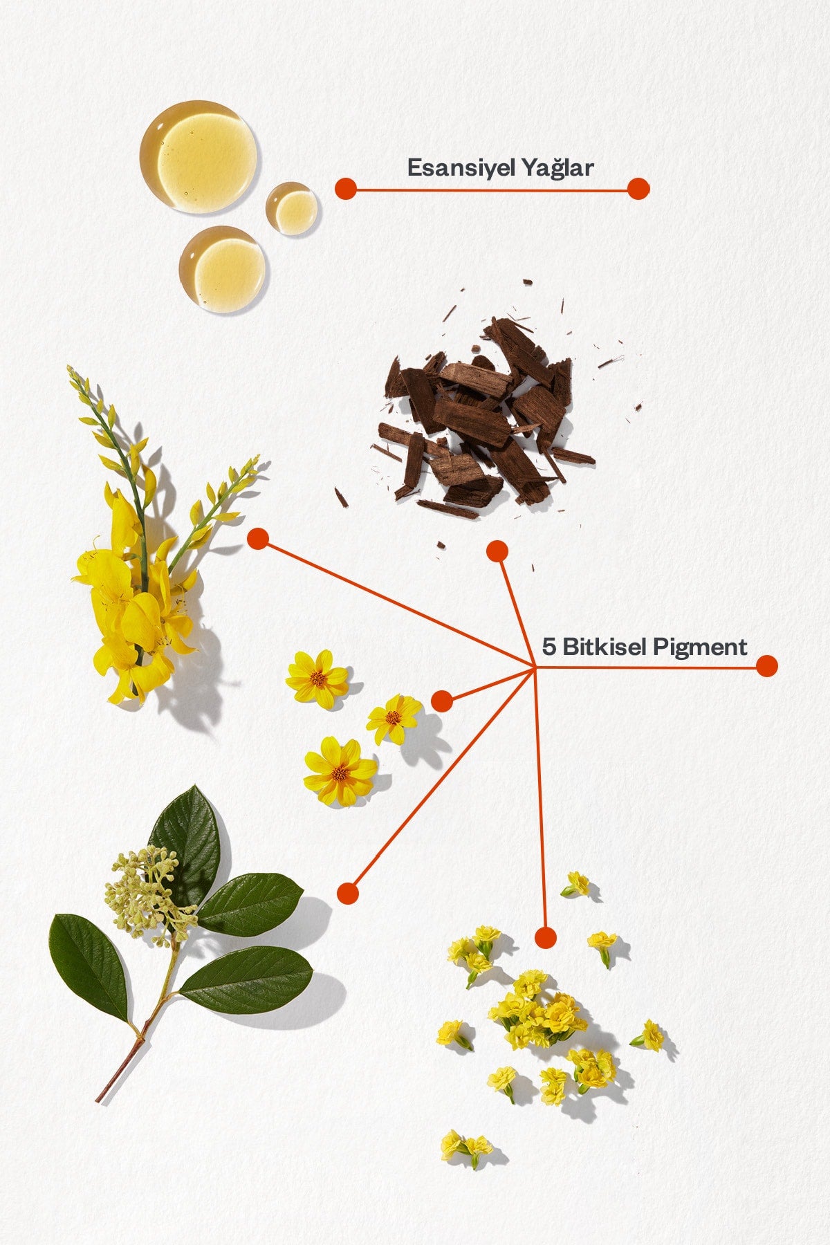 Phyto Color 7